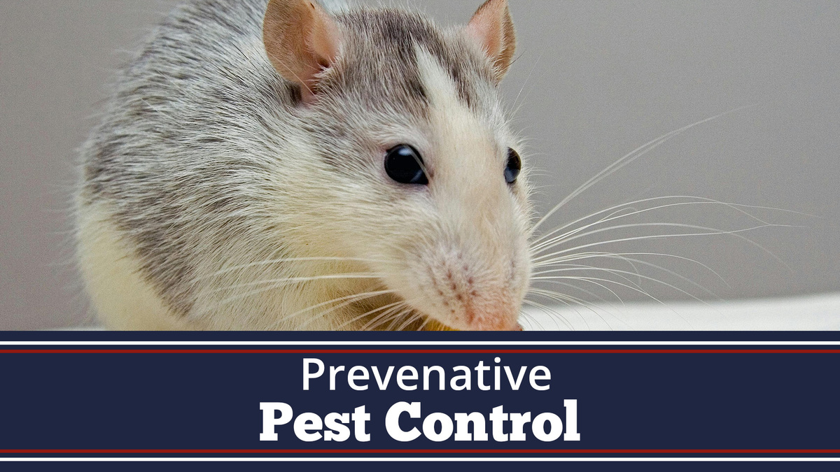 Preventative Pest Control